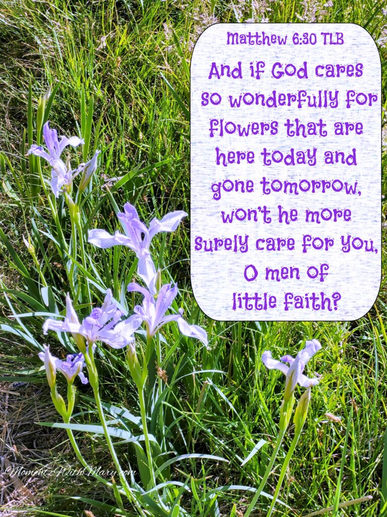 purple iris flowers surrounded by long grasses Matthew 6:30 And if God cares so wonderfully for flowers that are here today and gone tomorrow, won’t he more surely care for you, O men of little faith?