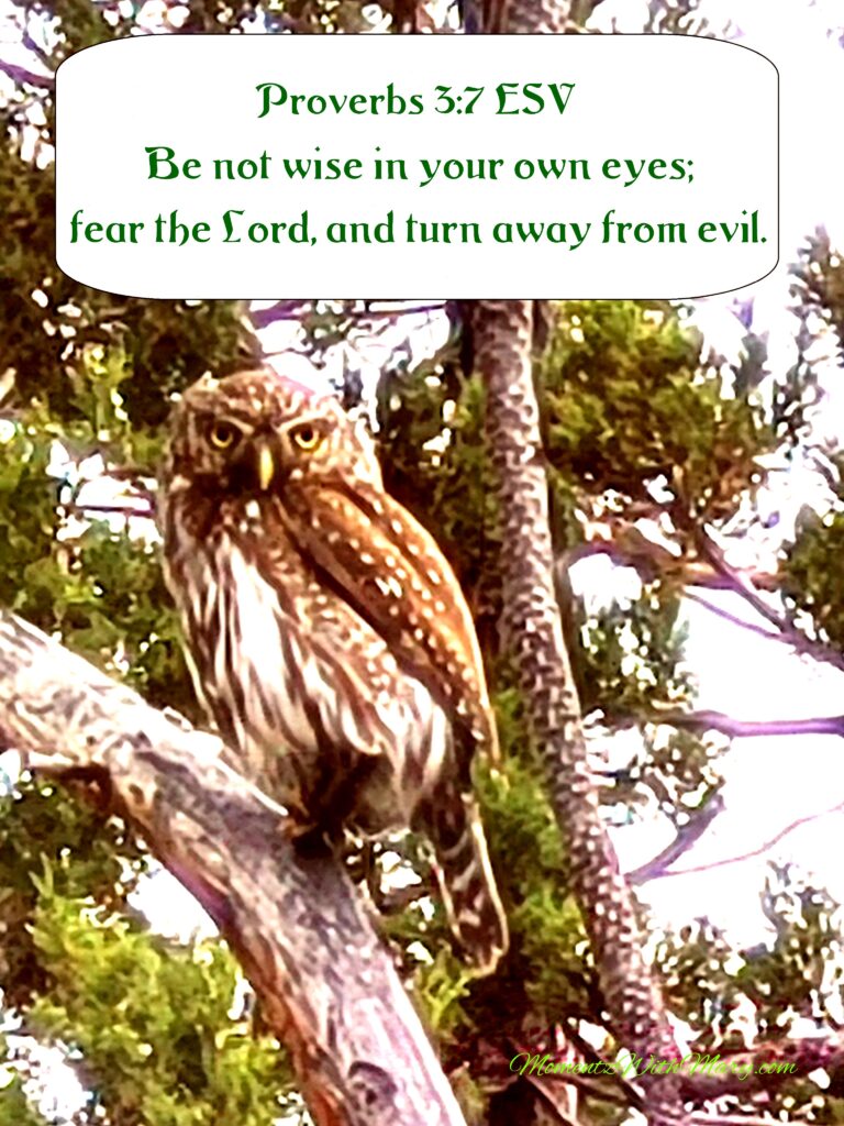 Proverbs 3:7
ESV
Be not wise in your own eyes; fear the Lord, and turn away from evil.
Northern Pygmy Owl sits in a pine tree branch
