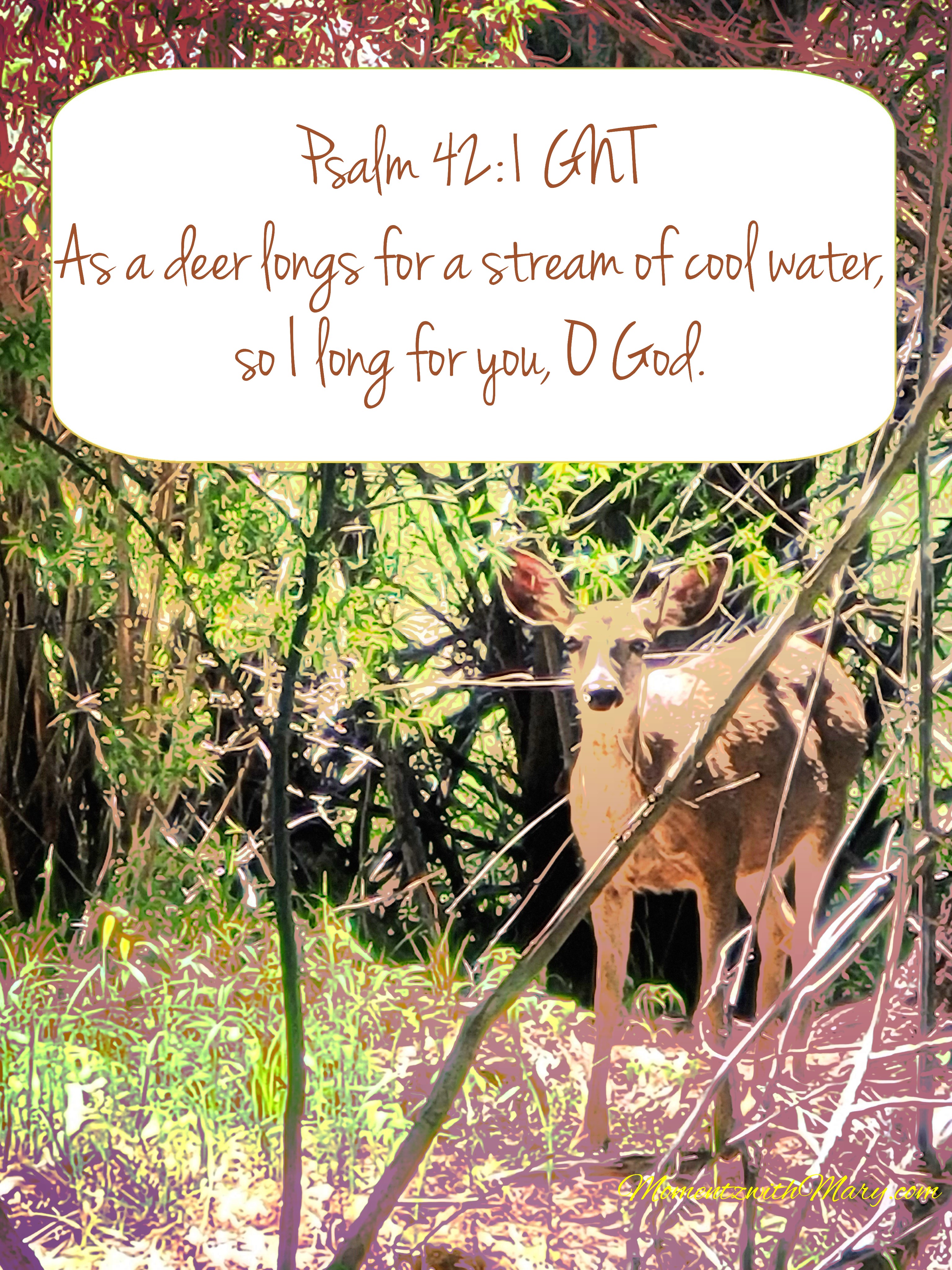 small doe deer standing in wooded thicket Psalm 42:1 GNT As a deer longs for a stream of cool water, so I long for you, O God