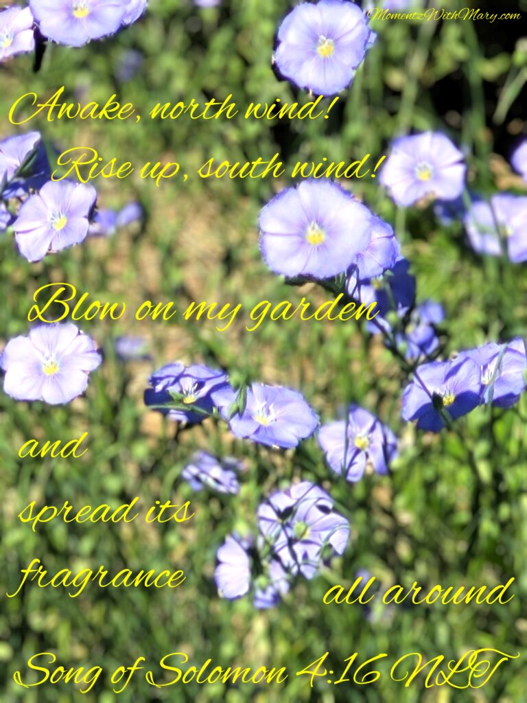 blue flax wildflowers Song of Solomon 4:16
NLT
Awake, north wind!
    Rise up, south wind!
Blow on my garden
    and spread its fragrance all around.
